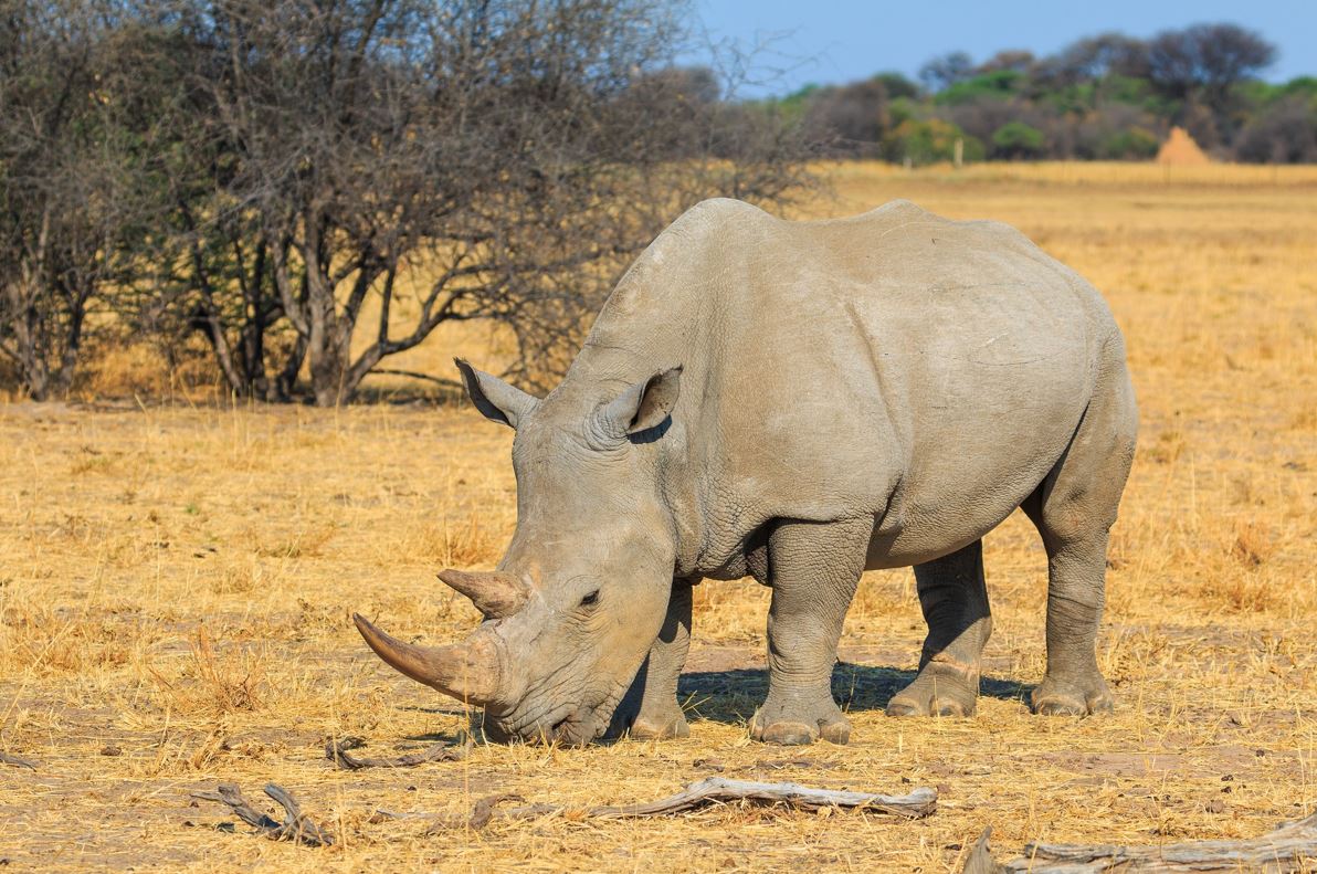 Happy World Rhino Day. A Global Salute to Rhinoceros Conservation - Go  Places Digital
