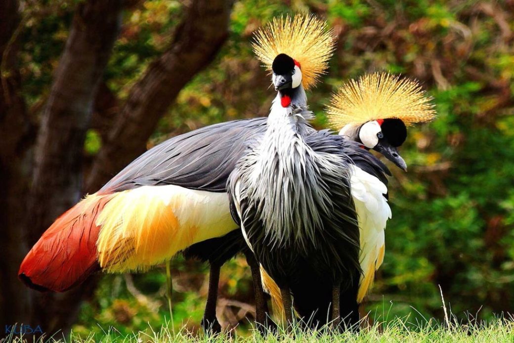 Crowned Crane Safaris Featured