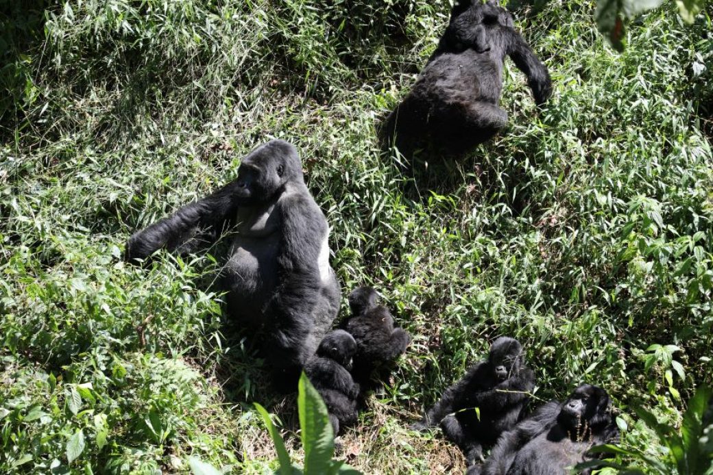 GORILLA FAMILY (1)