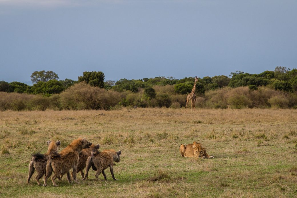 Saruni-Mara-Masai-Mara-by-Kellie-Netherwood